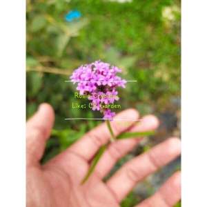 Verbena 8 seeds 马鞭草 8 粒 (Vampire Hater 110 days Plant Height: 100cm)