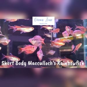 【Ocean Zone】Short Body Maccullochs Rainbowfish / Short Body Dwarf Rainbowfish【Melanotaenia maccullochi】 (Live Fish with DOA)
