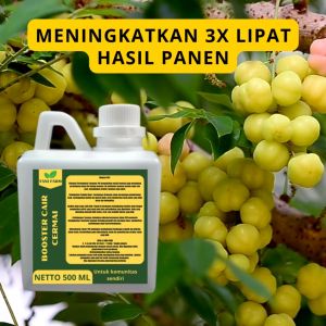 Pupuk Pelebat Cermai / Pupuk Buah Cermai / Pupuk Booster Cermai / Pupuk Cermai