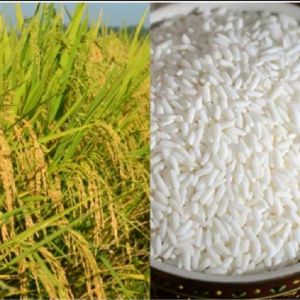 PROMO 1 KG PADI KETAN GRENDEL