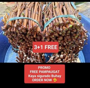 RED CATAWBA GRAPES LIVE PLANTS ROOTED ANG CUTTINGS SEEDLING MADALING BUHAYIN WITH FREEBIES AT MATAMIS ANG BUNGA