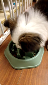 Pet Dog Bowl Slow Feeder Bowl Puppy Kitten Dish Bowl Anti-Gulping Food Plate Feeding Dog Cat Food Bowl 小狗小猫慢食碗/防哽碗