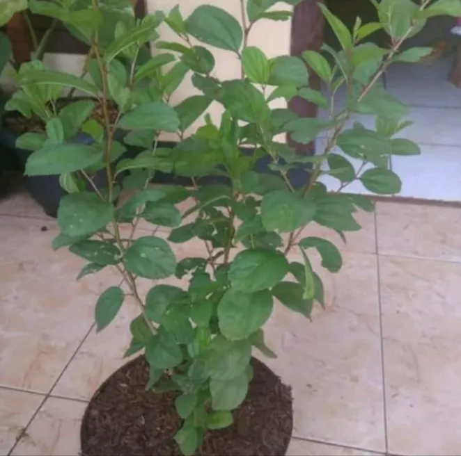 Bibit%20pohon%20Bidara%20Arab%20-%20Image%204