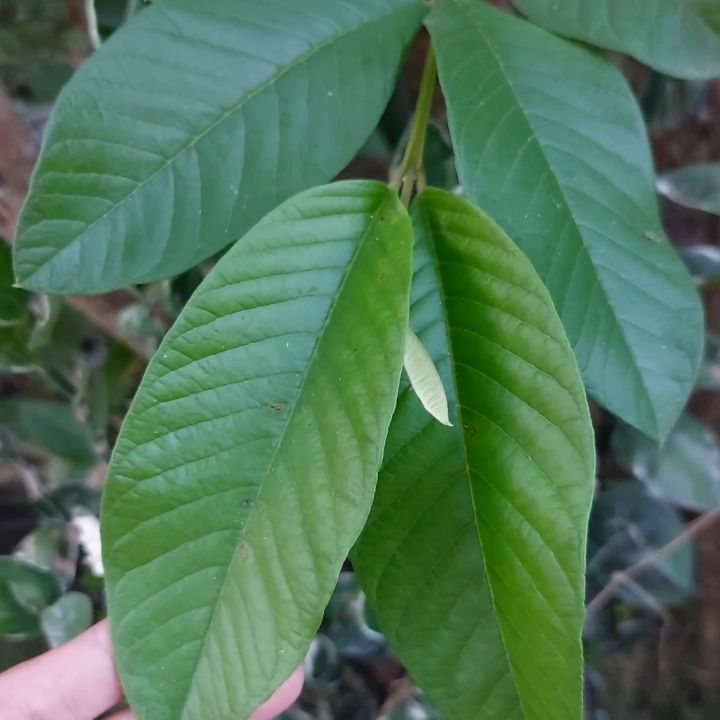 Dahon ng Bayabas Fresh Leaf Plant 100 pcs.