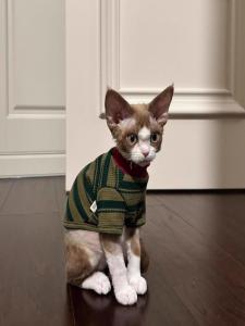 Pet Cat Dog Clothes Striped Vest Anti-Loss Fur Small Cat Dog Sweater Warm Cool Feeling Outdoor Polyester Cotton Inner Winter