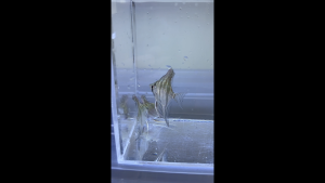[KT Fish] Santa Isabel cross Manacapuru Angelfish