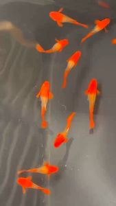 20g Thức ăn chuyên dụng cho Betta và guppy