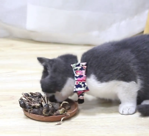 NEW Freeze Dried Baby Quail Cat Treats Dog Treat 100g Freeze-Dried Quail Cat Snacks Fat Hair Chin Calcium Supplement without Adding Dogs Cats Hamster Freeze-Dried Whole Quail Dog Chew 