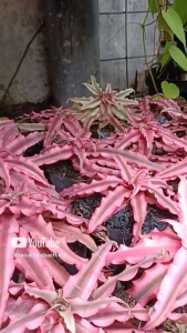 tanaman hias Cryptanthus pink starligh