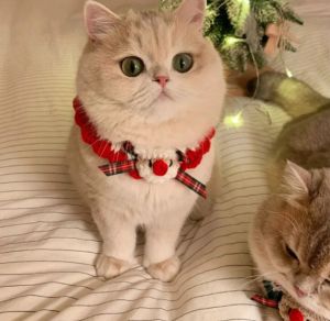 Cat Christmas Scarf Dog Bow Tie Cat Bib Knitted Saliva Towel Pet New Year Dress Up Ornaments Cute
