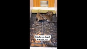 0.6/1.2M Lem Perangkap Tikus Lem Jebakan Tikus Pembasmi Tikus Tempelan Tikus Lem Tikus Kuat Lem Hama