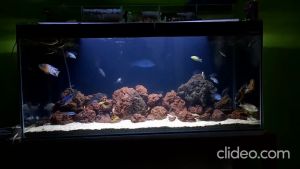 Batu LAVA ROCK 1kg Aquascape Aquarium LAVAROCK LARVA ROCK 1 kg kilo