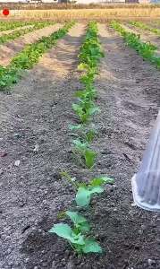 5/10PCS Plant Protective Cover Vegetable Snail Collar Seedling Protector Caps Agricultural Garden Supplies Accessories
