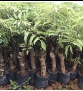 giống Đinh lăng ta lá nhỏ