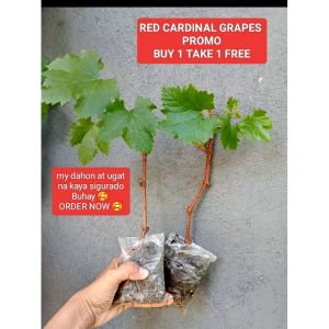 CARDINAL PLANTS b1t1 RED  GRAPES WITH FREEBIES  MAY DAHON AT UGAT NA KAYA SIGURADO BUHAY ORDER NOW PLANT