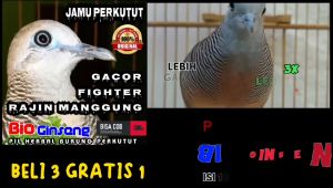 JAMU BURUNG PERKUTUT BIO GINSENG PIL HERBAL UNTUK HARIAN PERKUTUT LOKAL ALAM ANDALASHOP