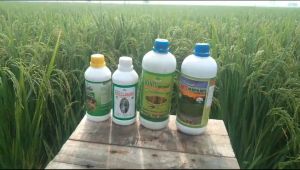 Pupuk Hantu Jagotani 250ml NPK Jimmy Hantu Hormon Tanaman Terbaik Pelebat Perangsan Pembuahan Buah Besar Padat Lebat Tidak Mudah Rontok Borste Buah Pupuk Buah Organik Cair Kompos Hayati Sayuran Buah Tanaman Hias Batang Keras Nitrogen Phospat Kalium Cair