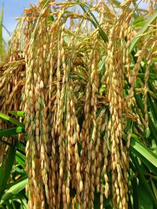 benih padi Ciherang Dempo seed kemasan 5kg potensi panen tinggi tahan terhadap angin dan cuaca hujan