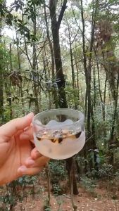 Trà mầm gạo Lứt đỏ Điện Biên và Đỗ đen lòng xanh (Túi nhỏ)