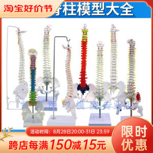 ผู้ใหญ่ทางการแพทย์ 1:1 Scale กระดูกสันหลังรุ่นคอ Vertebrae Lumbar Spine Bone โครงสร้างสําหรับฝึกและการศึกษาของเล่นพลาสติกสําหรับทั้งสองเพศ