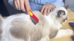 Lược chải ve rận bọ chét chải chấy có tay cầm cho người và thú cưng - Love Pets Shop