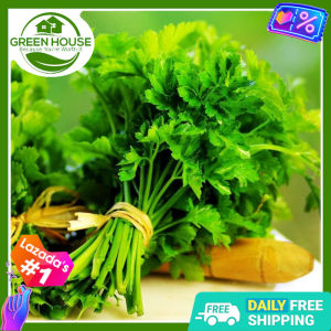 Green House® - Cilantro Coriander Seeds for Planting Vegetable Plants (50 Seed) incl. Instruction High Germination Plant