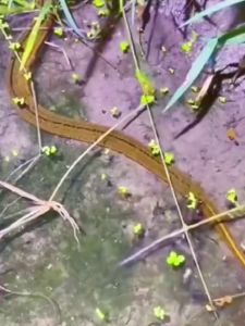 Anti-Slip Thickened Fishing Clamp Seafood Grabber Mudfish Catcher Long Nose Pliers Travel Camping Outdoor Sports Tool