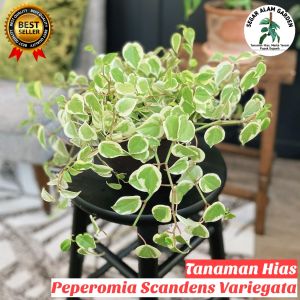 Tanaman GANTUNG Tanaman Hias Teplan Terang Bulan - Peperomia Scandens Variegata
