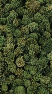 田七花 Dried Sanchi flower tea 50g 三七花茶