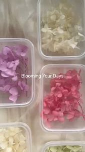 BUNGA Hydrangea Box: Bunga Kering Hydrangea & Dekorasi Pernikahan