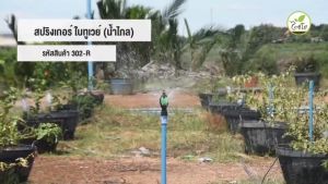 ( 50ตัว 100ตัว ) สปริงเกอร์ใบทูเวย์ โครงหมุนรอบตัวให้น้ำไกล พร้อมวาล์วสวมท่อ PE ขนาด 16-20 มม.