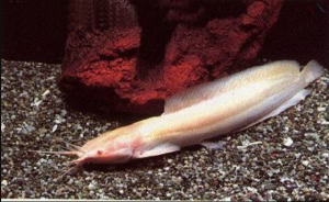 albino africa walking catfish/ikan keli albino/白化泥鳅 5-6cm
