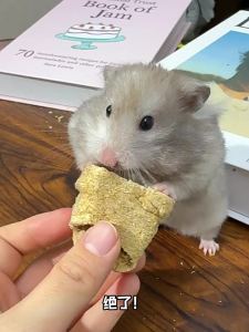 BUCATSTATE | Thức Ăn Giảm Đau Răng Cho Chuột Hamster Vàng