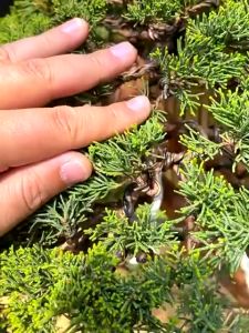 5 Meter Bonsai Gardening Aluminium Wire Special Aluminium Wire For Bonsai Modelling 盆景造型专用铝丝 铝线