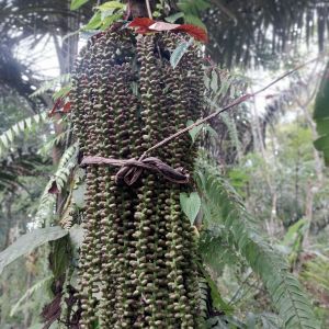 Bunga aren tua fress segar 1kg - pakan ternak alternatif