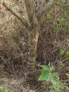 พร้ามังกรปลายตัด พร้าปลายตัด เหล็กแมงกานิสอย่างดี ตัดต้นไม้กลางแจ้งและขวานสับ สับและสับขวานสำหรับเครื่องมือการเกษตรถนนเปิดและมีดเกี่ยวในทุ่ง การดับเพลิงในป่า การตัดไม้ไผ่ด้วยมือ