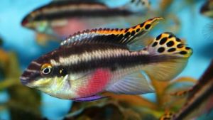 Rainbow Kribensis Cichlid/Ornamental fish/Freshwater/Readystock