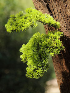 Artificial Pine Leaf Plastic Simulation Decorative Spruce Branches Home Decoration Potted Plants Chinese Style Landscape Design