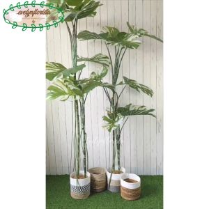 Pohon Hias Monstera Variegata T170 & T190 Latex Pot Dasar Hitam Plastik Cover Seagrass Dekorasi Rumah Aesthetic