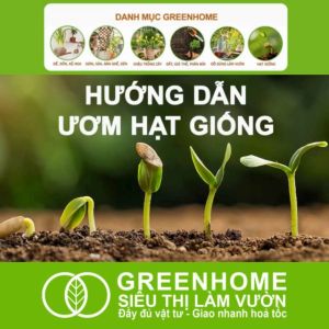 Hạt Giống Ớt Greenhome Rau Ăn Lá Gia Vị Củ Quả Các Loại Hoa Trồng Quanh Năm Năng Suất Cao