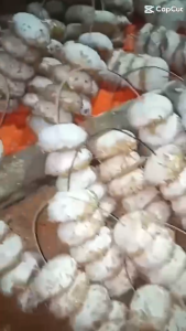 10 quả men lá ủ cơm rượu truyền thống Lạng Sơn (05kg)