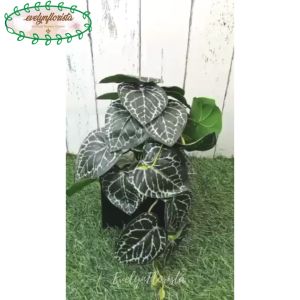 Tanaman Hias Juntai Mini Fittonia Hijau Tua Hiasan Meja Dekorasi Rumah