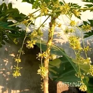 Hoa Đu Đủ Đực tươi hữu cơ 1kg