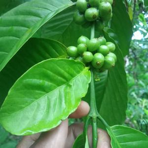 Daun kopi hijau segar spesial (kemasan 250gram)