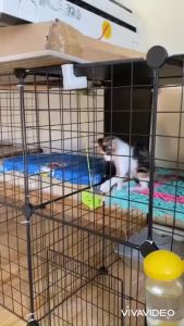 (70*105*105 cm) 24 Miếng Lưới Sắt Lắp Ghép Hàng Rào Lồng Quây Chó Mèo Sóc Hamster Lắp Ráp Tiện Lợi
