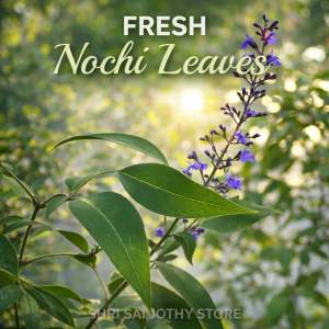 Fresh Nochi Leaves (Vitex Negundo) | Chinese Chaste Tree Leaves | Natural Herbal Leaves Malaysia
