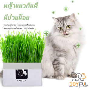 แบบถุงปลูกง่ายแค่เติมน้ำ ต้นอ่อนข้าวสาลี ออแกนิกส์ ต้นอ่อนข้าวสาลี หญ้าเเมว สำหรับสัตว์เลี้ยง หญ้าแมว