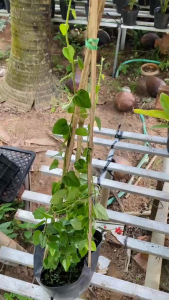 Cây Sâm Trơn - Chậu to - Dây leo chịu nắng - Làm món ăn ngon!