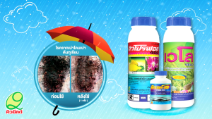 คิวโตฟอส ขนาด 1 ลิตร กรดฟอสโฟนิก นำเข้าจากออสเตรีย กำจัดโรครากเน่า โคนเน่า สาเหตุเชื้อราไฟทอปธอร่า