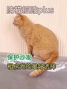 Cat Scratch Prevention Protective Film Plain